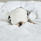 Puppy wearing the Slumber Cloud Silk Sleep Mask made with temperature regulation technology