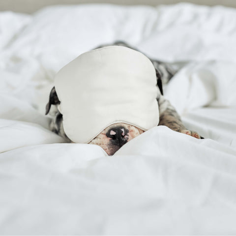 A puppy wearing the Slumber Cloud 100% Silk Sleep Mask made with Outlast temperature regulation technology